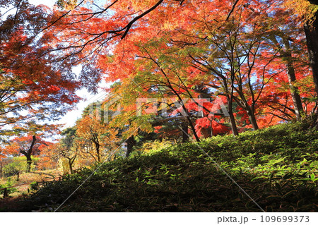 東京都立殿ヶ谷戸庭園　東京都国分寺市 109699373