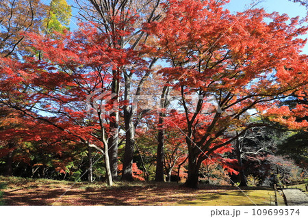 東京都立殿ヶ谷戸庭園　東京都国分寺市 109699374