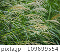 ススキ6　花 109699554