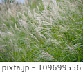 ススキ8 109699556
