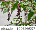 ヤマブドウ1 109699557