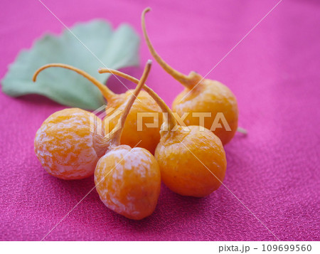 ギンナンの実7 109699560