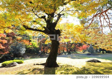 大きな榎(エノキ)の紅葉 大きな榎(エノキ)の紅葉 109699564