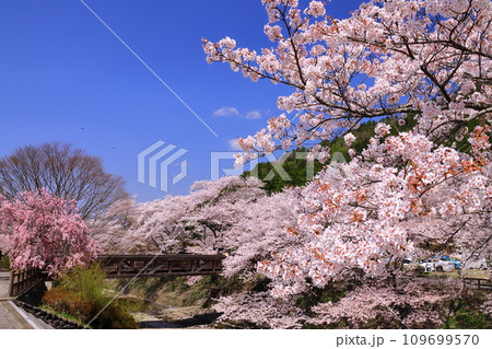 七谷川沿いの散策道「和らぎの道」(京都府亀岡市)桜並木 七谷川沿いの散策道「和らぎの道」(京都府亀岡市)桜並木 109699570