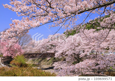 七谷川沿いの散策道「和らぎの道」（京都府亀岡市）桜並木 109699571