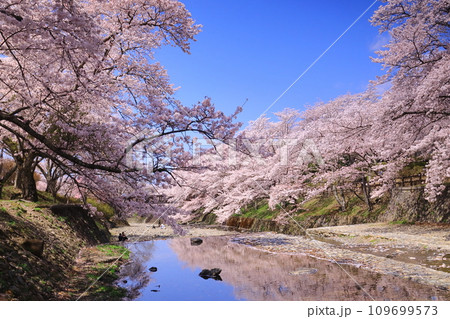 七谷川沿いの散策道「和らぎの道」（京都府亀岡市）桜並木 109699573