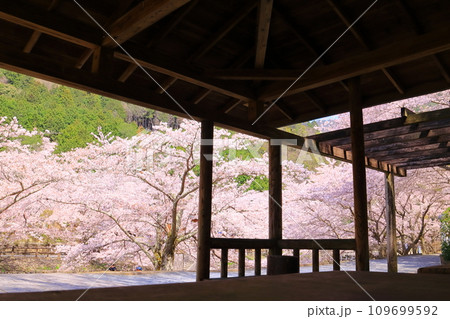 七谷川沿いの散策道「和らぎの道」（京都府亀岡市）桜並木 109699592