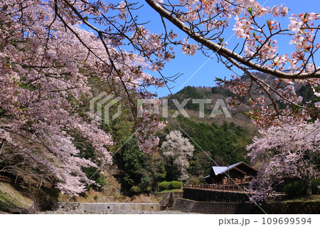 七谷川沿いの散策道「和らぎの道」（京都府亀岡市）桜並木 109699594