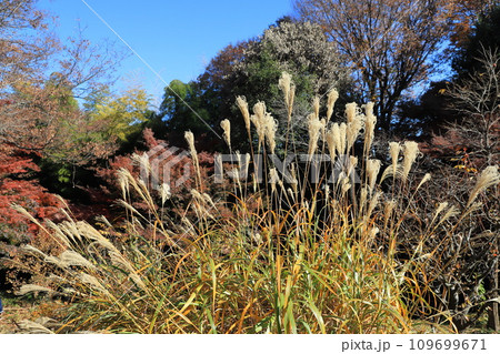秋の風景 薄(ススキ)と木々の紅葉 秋の風景 薄(ススキ)と木々の紅葉 109699671