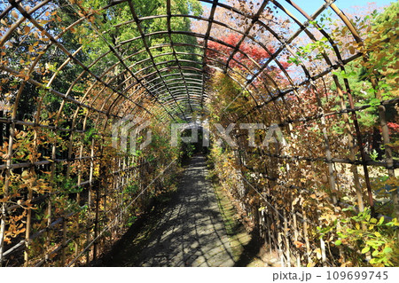 萩のトンネルと紅葉した葉 萩のトンネルと紅葉した葉 109699745
