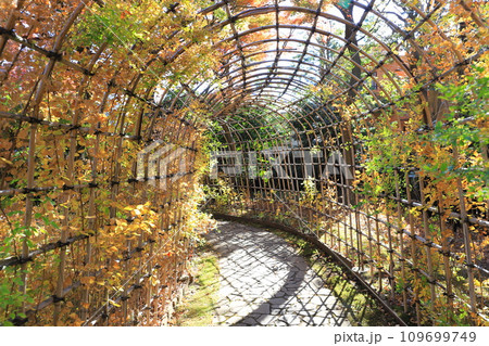 萩のトンネルと紅葉した葉　 109699749