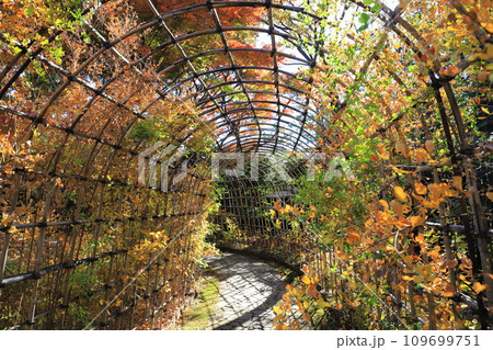 萩のトンネルと紅葉した葉　 109699751