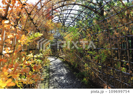 萩のトンネルと紅葉した葉　 109699754