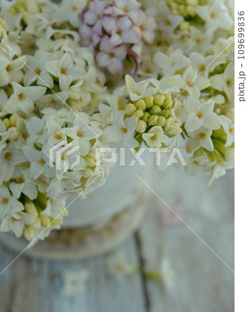 沈丁花 109699836