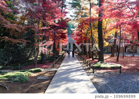 埼玉県新座市 平林寺の紅葉 埼玉県新座市 平林寺の紅葉 109699899