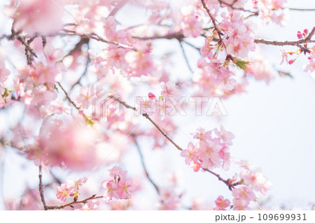 満開の桜とフリースペース 満開の桜とフリースペース 109699931