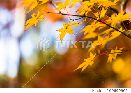 埼玉県新座市 平林寺の紅葉 埼玉県新座市 平林寺の紅葉 109699962