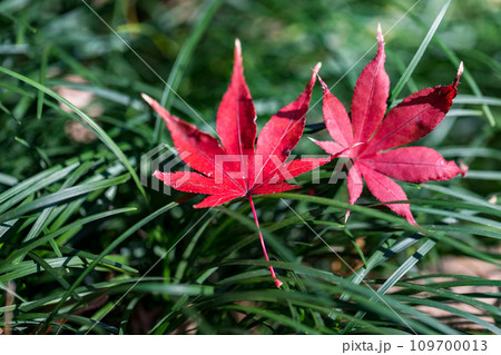 埼玉県新座市　平林寺の紅葉 109700013