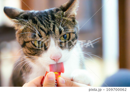 なめる猫 109700062