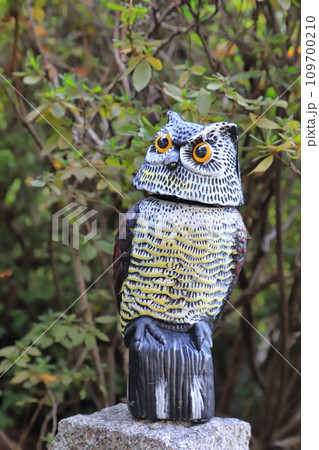 鳥よけの為に置かれたフクロウの置物 鳥よけの為に置かれたフクロウの置物 109700210
