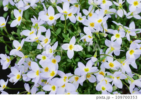 小さなヒナソウ20220302 109700353