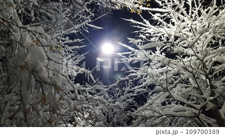 雪の積もった木々 雪の積もった木々 109700389