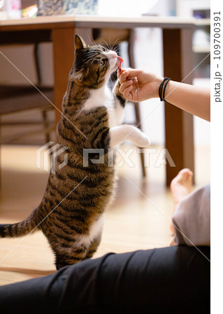 なめる猫 なめる猫 109700391
