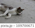 寝転がる猫 109700671