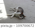 寝転がる猫 109700672