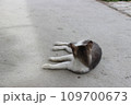 寝転がる猫 109700673