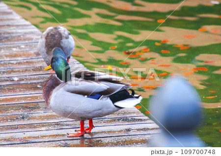 ドイツ マガモ まがも 109700748