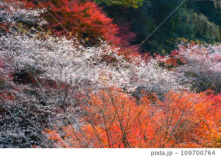 豊田市小原の四季桜と紅葉 109700764