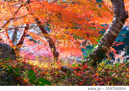 豊田市小原の四季桜と紅葉 豊田市小原の四季桜と紅葉 109700804