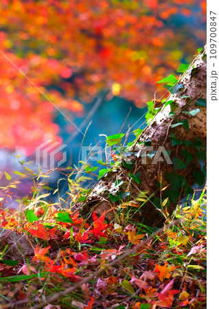 豊田市小原の四季桜と紅葉 豊田市小原の四季桜と紅葉 109700847