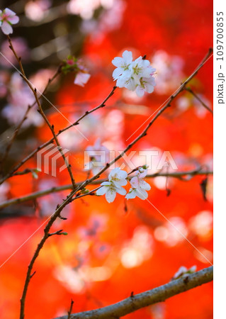 豊田市小原の四季桜と紅葉 109700855