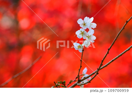 豊田市小原の四季桜と紅葉 豊田市小原の四季桜と紅葉 109700959