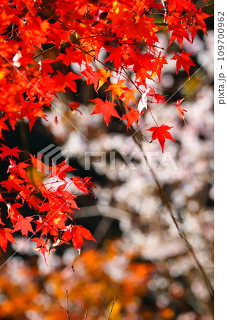 豊田市小原の四季桜と紅葉 豊田市小原の四季桜と紅葉 109700962