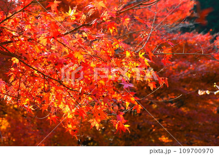 豊田市小原の四季桜と紅葉 109700970