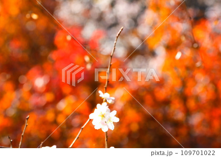 豊田市小原の四季桜と紅葉 109701022