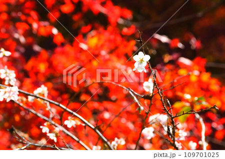 豊田市小原の四季桜と紅葉 豊田市小原の四季桜と紅葉 109701025