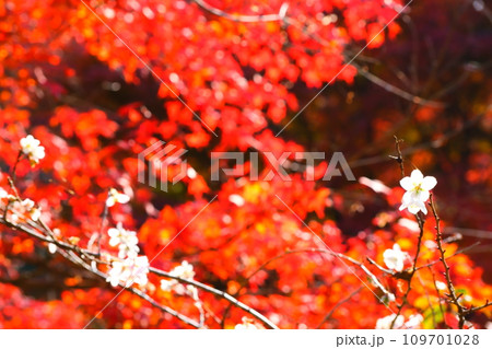 豊田市小原の四季桜と紅葉 109701028