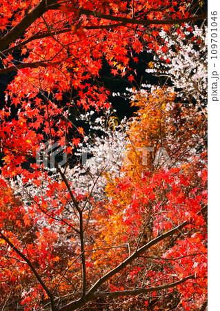 豊田市小原の四季桜と紅葉 豊田市小原の四季桜と紅葉 109701046