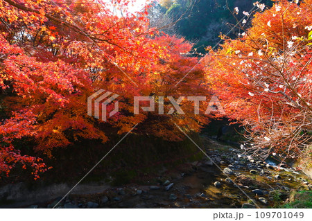 豊田市小原の四季桜と紅葉 豊田市小原の四季桜と紅葉 109701049