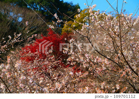豊田市小原の四季桜と紅葉 109701112