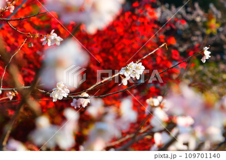 豊田市小原の四季桜と紅葉 豊田市小原の四季桜と紅葉 109701140