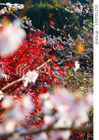 豊田市小原の四季桜と紅葉 豊田市小原の四季桜と紅葉 109701150