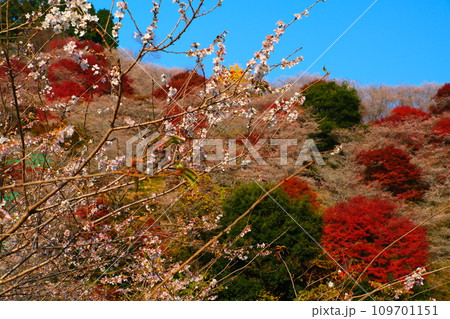 豊田市小原の四季桜と紅葉 豊田市小原の四季桜と紅葉 109701151