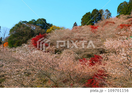 豊田市小原の四季桜と紅葉 109701156