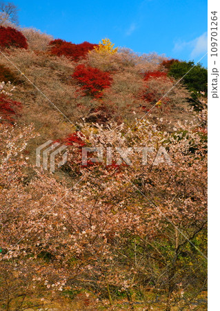 豊田市小原の四季桜と紅葉 109701264