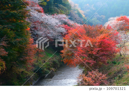 豊田市小原の四季桜と紅葉 109701321